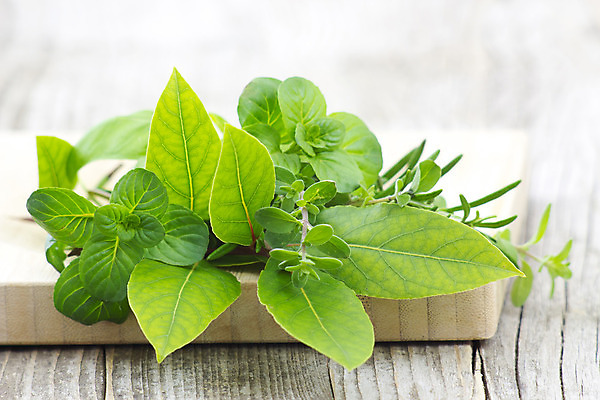 포토 JPG 해외이미지 식물 음식 백그라운드 컨셉 잎 재료 자연 건강 종류 요리 사람없음 목재 초록색 여름 약 주방 정원 수확 신선 만 양념 선택 지중해 철 민트 허브 향신료 유기농 원예 질감 향기 아로마 레시피 바질 로즈메리 세이지 옛날 월계수 카피스페이스 해외202004 해외포토 나무 웰빙 계절 바다 컬러 농업 의학 취미 공백 생태계 냄새 향미료 파일형식 이미지허브