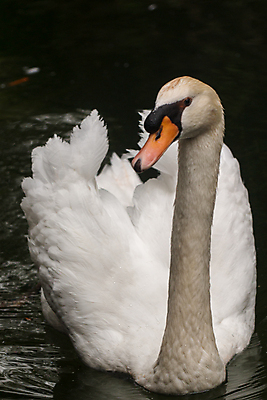 포토 JPG 해외이미지 주간 한마리 호수 사람없음 야외 백조 해외202004 해외포토 자연요소 1 조류 파일형식 이미지허브