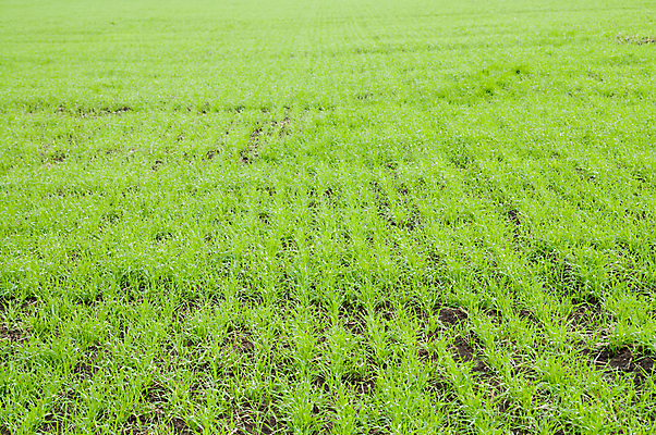 포토 JPG 해외이미지 식물 계절 줄기 백그라운드 겨울 밭 농업 자연 날씨 건강 풍경 잔디 사람없음 야외 초록색 농작물 햇빛 농장 환경 침묵 가을 흰색 시골 땅 시리얼 밀 보리 장면 평야 해외202004 해외포토 산업 음식 컬러 곡류 태양 소리 생태계 파일형식 이미지허브