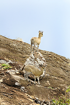 포토 JPG 해외이미지 동물 야생동물 밭 아프리카 자연 휴가 따뜻함 국립공원 사람없음 뜨거움 사파리 케냐 세렝게티 탄자니아 해외202004 해외포토 공원 나라 농업 생태계 파일형식 이미지허브