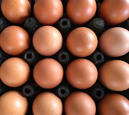 포토 JPG 해외이미지 동물 음식 백그라운드 재료 자연 부활절 건강 요리 사람없음 상자 농장 갈색 노란색 계란 치킨 껍질 흰색 신선 그룹 아침식사 먹기 유기농 날것 내추럴 단백질 생식 취급주의 해외202004 해외포토 웰빙 기념일 컬러 농업 모션 경고 알 식사 생태계 닭고기요리 영양소 파일형식 이미지허브