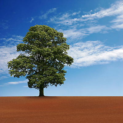 포토 JPG 해외이미지 나무 밭 농업 하늘 풍경 사람없음 농경지 시골 고독 싱글 수평선 해외202004 해외포토 식물 감정 산업 농장 파일형식 이미지허브