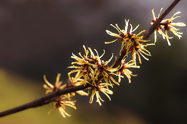 포토 JPG 해외이미지 나무 공원 꽃 겨울 자연 사람없음 장식 가로 빛 햇빛 노란색 정원 봄 나뭇가지 개화 속도 향기 개암나무 해외202004 해외포토 식물 계절 공공시설 컬러 태양 생태계 냄새 파일형식 이미지허브