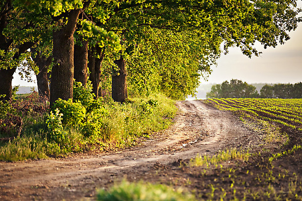 포토 JPG 해외이미지 나무 계절 도로 여행 백그라운드 밭 자연 휴가 풍경 사람없음 야외 초록색 농작물 햇빛 갈색 노란색 맑음 일몰 봄 나뭇가지 시골 5월 시리얼 장면 내추럴 우크라이나 해외202004 해외포토 식물 유럽 길 음식 컬러 농업 교통시설 날씨 태양 노을 날짜 생태계 파일형식 이미지허브