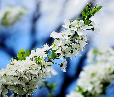 포토 JPG 해외이미지 나무 식물 계절 꽃 백그라운드 잎 꽃무늬 자연 하늘 사람없음 야외 초록색 파란색 정원 봄 성장 벚꽃 흰색 나뭇가지 신선 개화 5월 다발 원예 자두 꽃수술 해외202004 해외포토 컬러 무늬 과일 취미 날짜 생태계 파일형식 이미지허브