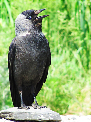 포토 JPG 해외이미지 자연 사람없음 여름 해외202004 해외포토 계절 생태계 파일형식 이미지허브