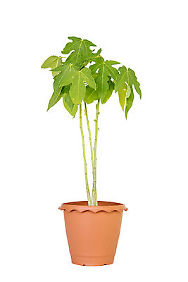 포토 JPG 해외이미지 나무 식물 아시아 화분 음식 섬 백그라운드 잎 패턴 농업 과일 자연 휴가 실내 건강 사람없음 초록색 여름 농작물 정원 맑음 매트 성장 신선 냄비 큼 다발 허브 유기농 밀짚 내추럴 모종 숙성 이국적 채식주의자 해외202004 해외포토 웰빙 계절 나라 산업 컬러 무늬 날씨 내부 짚 솥 크기 생태계 채식 파일형식 이미지허브