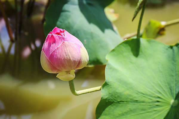 포토 JPG 해외이미지 식물 꽃잎 꽃 아시아 호수 줄기 분홍색 잎 태국 연꽃 동양인 풍경 사람없음 초록색 정원 어둠 고요 봄 벚꽃 백합 관목 순수 생물학 향기 신성 동쪽 거인 내추럴 패드 이국적 해외202004 해외포토 나무 계절 교육 나라 컬러 컨셉 인종 방향 냄새 파일형식 이미지허브