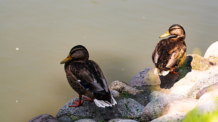 포토 JPG 해외이미지 여자 야생동물 2 자연 조류 오리 사람없음 습지 청둥오리 해외202004 해외포토 동물 사람 생태계 파일형식 이미지허브