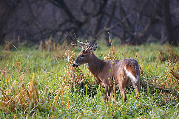 포토 JPG 해외이미지 나무 동물 계절 공원 야생동물 밭 포유류 자연 휴식 뿔 사람없음 야외 갈색 머리 쌓기 달러 흰색 나뭇가지 시골 숲 방목 바퀴자국 싱글 꼬리 사냥 귀 내추럴 동물상 아기사슴 암사슴 해외202004 해외포토 식물 공공시설 새끼 컬러 컨셉 돈 농업 자국 모션 사슴 신체부위 조형물 축산업 암컷 생태계 파일형식 이미지허브