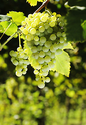 포토 JPG 해외이미지 열매 잎 농업 과일 포도 사람없음 야외 초록색 햇빛 성장 유기농 포도밭 건강식 내추럴 카피스페이스 해외202004 해외포토 식물 웰빙 산업 음식 컬러 밭 태양 공백 파일형식 이미지허브