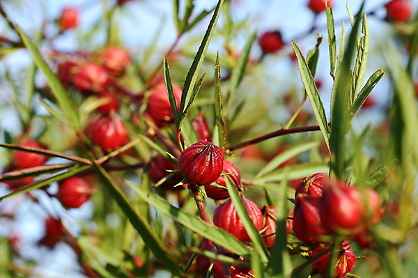 포토 JPG 해외이미지 식물 꽃 분홍색 백그라운드 잎 농업 채소 과일 자연 건조 건강 이집트 사람없음 빨간색 초록색 농장 장미 쌓기 흰색 신선 달콤 맛 허브 상쾌 유기농 자메이카 전국 타르트 투입 히비스커스 해외202004 해외포토 웰빙 감정 산업 빵 컬러 컨셉 북아메리카 모션 아프리카 생태계 파이_빵 파일형식 이미지허브