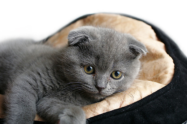 포토 JPG 해외이미지 동물 응시 어린이 백그라운드 장난 포유류 포옹 영국 수염 털 건강 앉기 사람없음 반려동물 귀여움 고양이 줄무늬 아기 달콤 정상 작음 자르기 스웨터 호기심 수의사 양모 기르기 유래 저지 집게발 스코틀랜드 해외202004 해외포토 시선 감정 유럽 컨셉 상의 무늬 안기 모션 사람 의사 직물 맛 크기 돌봄 파일형식 이미지허브