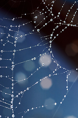 포토 JPG 해외이미지 모양 곤충 백그라운드 패턴 밭 목걸이 자연 아침 날씨 추상 사람없음 야외 물 빛 태양 반사 우주 환경 웹 젖음 물방울 그물 닫기 떨어짐 이슬 거미줄 빗방울 구슬 묘사 만족 질감 거미 올가미 망사 깊이 취급주의 해외202004 해외포토 주간 자연요소 동물 감정 컨셉 무늬 농업 인터넷 장신구 모션 경고 직물 비_날씨 생태계 파일형식 이미지허브