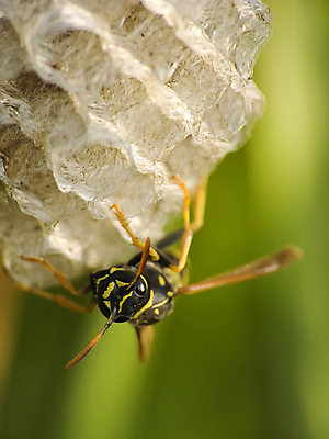 포토 JPG 해외이미지 동물 야생동물 곤충 자연 사람없음 고통 공격 도끼 찌르기 해외202004 해외포토 감정 모션 생태계 파일형식 이미지허브