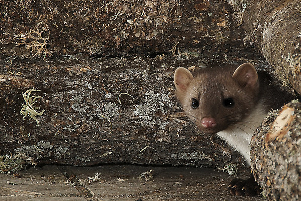 포토 JPG 해외이미지 나무 동물 척추동물 유럽 야생동물 백그라운드 포유류 자연 조류 털 사람없음 야외 목재 갈색 환경 어둠 시골 도시 보호 야간 숲 작음 먹이 생물학 사냥 육식동물 사냥꾼 주둥이 동물상 해외202004 해외포토 자연요소 식물 직업 교육 나라 컬러 컨셉 재료 조형물 크기 생태계 파일형식 이미지허브