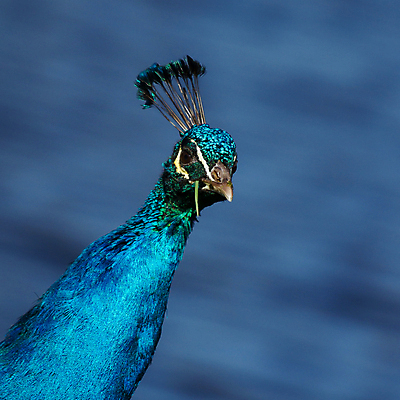 포토 JPG 해외이미지 한마리 남자 패턴 자연 조류 사람없음 초록색 파란색 컬러풀 머리 활발 의식 우아함 공작 전시회 깃털 꼬리 목 보여주기 꿩 수탉 멀티 웅장함 터키석 해외202004 해외포토 동물 1 컬러 컨셉 무늬 모션 사람 신체부위 전시 닭 보석 수컷 생태계 파일형식 이미지허브