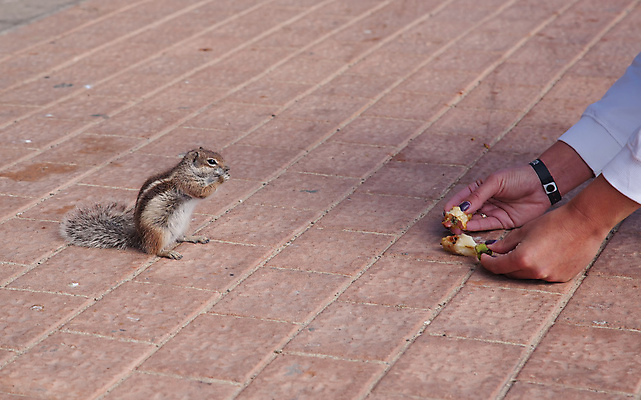포토 JPG 해외이미지 동물 척추동물 1 손 야생동물 포유류 자연 생물 털 서기 사람없음 야외 반려동물 갈색 우주 줄무늬 설치류 작음 먹기 슛 솜털 리빙 고립 수유 해외202004 해외포토 컬러 무늬 모션 신체부위 크기 생태계 파일형식 이미지허브