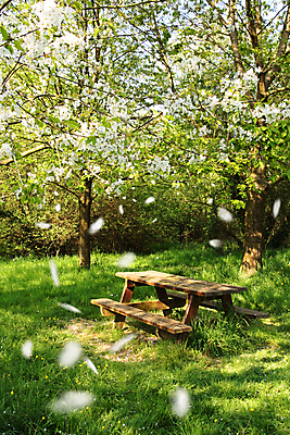 포토 JPG 해외이미지 나무 공원 꽃잎 꽃 벤치 의자 자연 탁자 휴가 휴식 풍경 사람없음 소풍 봄 흰색 신선 개화 단절 해외202004 해외포토 식물 계절 공공시설 컬러 가구 컨셉 야외활동 생태계 파일형식 이미지허브