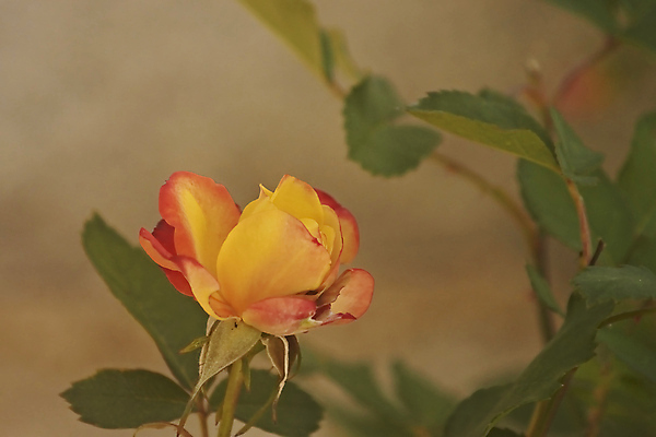 포토 JPG 해외이미지 식물 꽃 백그라운드 꽃무늬 자연 벽지 사랑 사람없음 장미 정원 봄 벚꽃 내추럴 해외202004 해외포토 계절 감정 무늬 생태계 파일형식 이미지허브