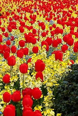 포토 JPG 해외이미지 식물 계절 꽃잎 꽃 문화 줄기 분홍색 백그라운드 잎 꽃무늬 밭 농업 자연 풍경 사람없음 야외 가로 빨간색 세로 초록색 여름 햇빛 태양 머리 정원 맑음 보라색 봄 활발 튤립 성장 벚꽃 광선 시골 침대 개화 그룹 5월 가득함 장면 줄서기 해외202004 해외포토 자연요소 산업 컬러 가구 컨셉 무늬 모션 날씨 신체부위 날짜 생태계 파일형식 이미지허브