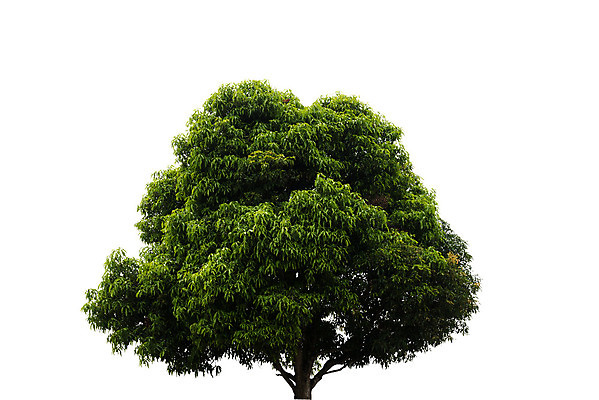 포토 JPG 해외이미지 나무 식물 계절 백그라운드 낙엽 잎 자연 사람없음 야외 목재 초록색 여름 환경 봄 흰색 사과 숲 큼 싱글 내추럴 고립 해외202004 해외포토 컬러 과일 재료 크기 생태계 파일형식 이미지허브