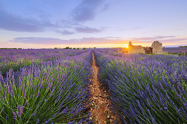 포토 JPG 해외이미지 식물 꽃 유럽 선 백그라운드 패턴 밭 농업 자연 하늘 주택 풍경 사람없음 야외 여름 빛 일출 맑음 보라색 일몰 활발 프랑스 벚꽃 광선 자주색 언덕 향기 아로마 라벤더 프랑스어 외양간 줄서기 파멸 프로방스 해외202004 해외포토 문자 계절 나라 산업 컬러 컨셉 무늬 모션 날씨 건물 노을 허브 생태계 냄새 파일형식 소멸 이미지허브