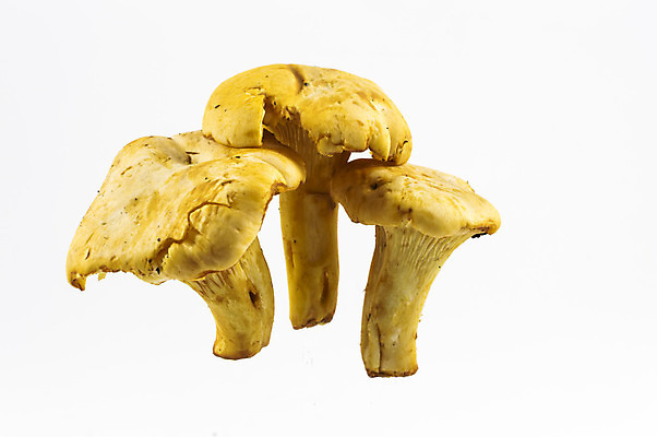 포토 JPG 해외이미지 계절 음식 백그라운드 채소 오렌지 자연 유리 건강 사람없음 여름 갈색 노란색 검은색 버섯 가을 흰색 신선 그룹 황금 닫기 오브젝트 유기농 날것 내추럴 고립 식용 해외202004 해외포토 웰빙 컬러 과일 모션 재질 생태계 파일형식 이미지허브