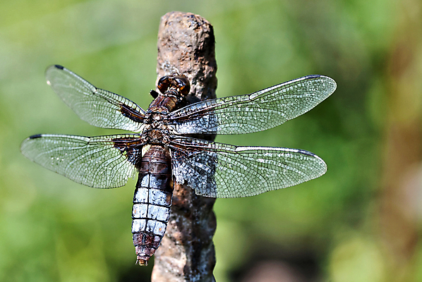 포토 JPG 해외이미지 동물 야생동물 곤충 신체 날개 생물 사람없음 야외 여름 파란색 햇빛 용 점 투명 4 잠자리 묘사 해외202004 해외포토 계절 컬러 태양 숫자 파일형식 이미지허브