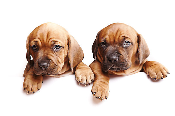 포토 JPG 해외이미지 동물 배너 행복 종이 백그라운드 포유류 광고판 사람없음 반려동물 귀여움 쪽지 공백 흰색 신용카드 그룹 메시지 개 달콤 강아지 작음 송곳니 고립 기르기 카피스페이스 해외202004 해외포토 감정 컬러 컨셉 알림판 금융 맛 치아 크기 판 돌봄 파일형식 이미지허브