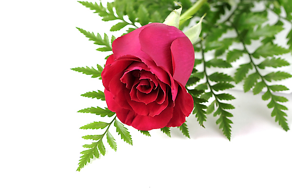 포토 JPG 해외이미지 꽃 꽃다발 백그라운드 휴가 기념 발렌타인데이 선물 사랑 사람없음 빨간색 초록색 장미 새싹 보라색 인사 신용카드 생일 꽃집 엽서 열정 소원 고립 특별함 해외202004 해외포토 식물 기념일 감정 컬러 컨셉 데이이벤트 금융 상점 예절 편지 파일형식 이미지허브