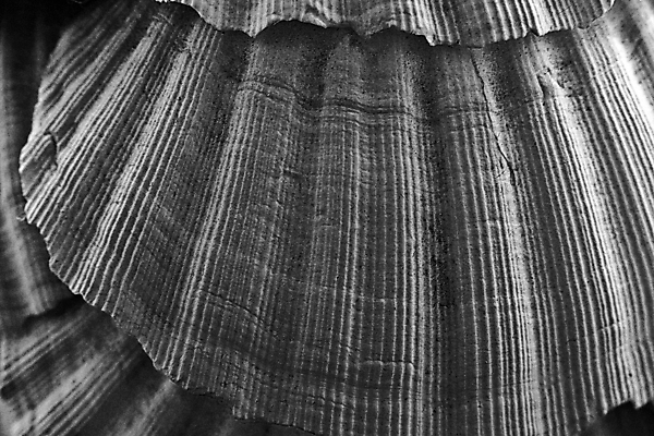 포토 JPG 해외이미지 선 백그라운드 사람없음 검은색 질감 내추럴 미니멀 해외202004 해외포토 컬러 파일형식 이미지허브