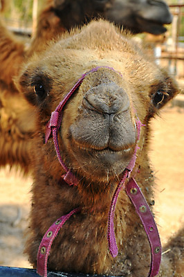 포토 JPG 해외이미지 동물 1 남자 아시아 얼굴 야생동물 모래 여행 2 포유류 가족 교통시설 아프리카 자연 건조 동물원 사람없음 갈색 머리 사막 나뭇가지 표현 뜨거움 입 닫기 치아 먹기 스마트 심볼 낙타 혹 사하라 수유 혼자 해외202004 해외포토 나무 나라 컬러 교통 컨셉 관계 모션 사람 신체부위 소화기관 시설 생태계 파일형식 이미지허브