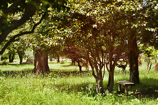 포토 JPG 해외이미지 나무 식물 계절 공원 가구 백그라운드 벤치 의자 자연 휴식 풍경 잔디 사람없음 야외 목재 초록색 여름 햇빛 갈색 평화 우주 정원 침묵 봄 고독 대나무 싱글 장면 일반 내추럴 옛날 조지아 해외202004 해외포토 공공시설 감정 컬러 생활용품 컨셉 재료 태양 소리 생태계 동유럽 파일형식 이미지허브