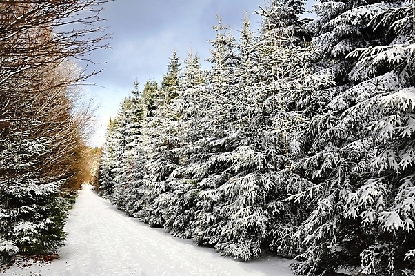 포토 JPG 해외이미지 나무 계절 공원 도로 여행 백그라운드 크리스마스 겨울 밭 자연 하늘 날씨 새로움 풍경 사람없음 야외 파란색 빛 햇빛 냉동 얼음 검은색 추위 흰색 나뭇가지 시골 숲 12월 서리 장면 눈보라 눈내림 해외202004 해외포토 자연요소 식물 공공시설 기념일 길 컬러 컨셉 농업 교통시설 눈_날씨 태양 날짜 생태계 파일형식 이미지허브