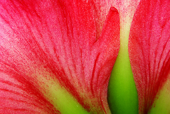 포토 JPG 해외이미지 식물 계절 꽃잎 꽃 백그라운드 크리스마스 패턴 오렌지 전구 추상 주택 사람없음 빨간색 노란색 난초 백합 큼 꽃가루 꽃수술 해외202004 해외포토 기념일 컬러 무늬 과일 건물 크기 가루 파일형식 이미지허브