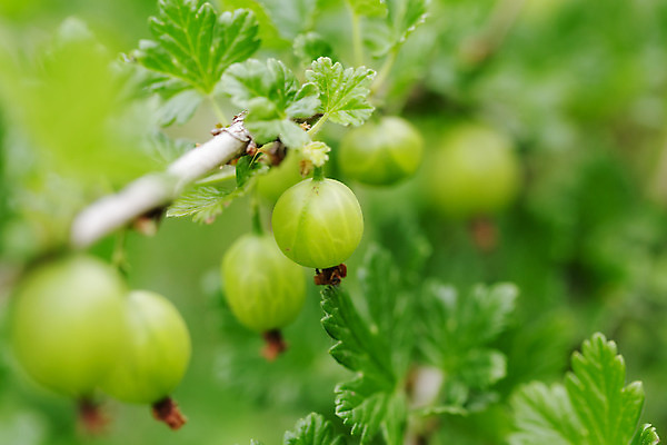포토 JPG 해외이미지 주간 잎 사람없음 야외 아웃포커스 초록색 소프트포커스 구스베리 해외202004 해외포토 자연요소 식물 열매 컬러 촬영기법 파일형식 이미지허브