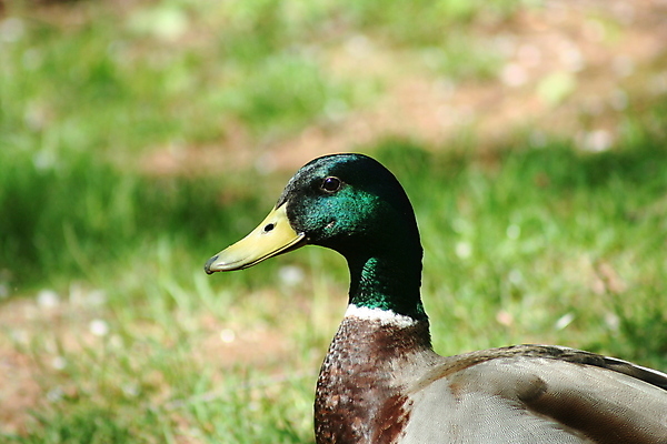 포토 JPG 해외이미지 남자 조류 오리 사람없음 청둥오리 해외202004 해외포토 동물 사람 파일형식 이미지허브