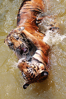 포토 JPG 해외이미지 동물 응시 얼굴 야생동물 2 오렌지 포유류 태국 자연 휴식 털 동물원 사람없음 물 달리기 머리 걷기 점프 고양이 줄무늬 표현 연못 호랑이 위험 큼 혀 당구 싸움 육식동물 노려봄 송곳니 해외202004 해외포토 자연요소 시선 아시아 컨셉 무늬 과일 모션 표정 신체부위 반려동물 구기 입 치아 크기 생태계 파일형식 이미지허브