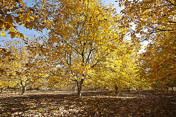 포토 JPG 해외이미지 나무 식물 오렌지 자연 풍경 사람없음 야외 가로 빨간색 햇빛 노란색 환경 새벽 안개 가을 변화 숲 10월 해외202004 해외포토 자연요소 계절 컬러 컨셉 과일 날씨 태양 날짜 생태계 파일형식 이미지허브