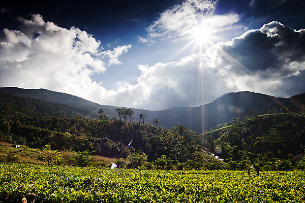 포토 JPG 해외이미지 식물 계절 아시아 여행 백그라운드 잎 밭 농업 자연 산 동양인 풍경 사람없음 야외 초록색 여름 농작물 농장 농경지 환경 계곡 시골 신선 차 땅 언덕 장면 산악지대 밭일 해외202004 해외포토 나라 산업 음료 컬러 인종 생태계 파일형식 이미지허브