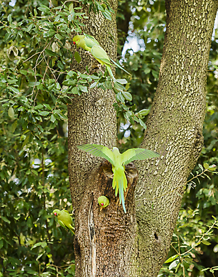 포토 JPG 해외이미지 나무 동물 아시아 자연 조류 앉기 성인 사람없음 빨간색 초록색 구멍 둥지 인도인 앵무새 이국적 잉꼬 해외202004 해외포토 외국인 식물 나라 컬러 모션 사람 동양인 생태계 파일형식 이미지허브
