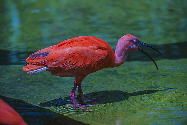 포토 JPG 해외이미지 동물 척추동물 야생동물 날개 오렌지 자연 조류 생물 사람없음 야외 옆모습 빨간색 물 컬러풀 환경 미국 닫기 깃털 부리 슛 진홍색 남쪽 고립 이국적 해외202004 해외포토 자연요소 뷰포인트 컬러 북아메리카 과일 모션 방향 생태계 파일형식 이미지허브