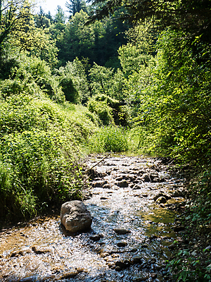 포토 JPG 해외이미지 나무 공원 야생동물 백그라운드 잎 모션 자연 이끼 풍경 사람없음 야외 세로 초록색 물 여름 강 컬러풀 평화 환경 봄 흐름 바위 개울 황무지 급류 숲 열대우림 속도 내추럴 삼림지대 해외202004 해외포토 자연요소 식물 동물 계절 공공시설 컬러 컨셉 돌_바위 생태계 파일형식 이미지허브
