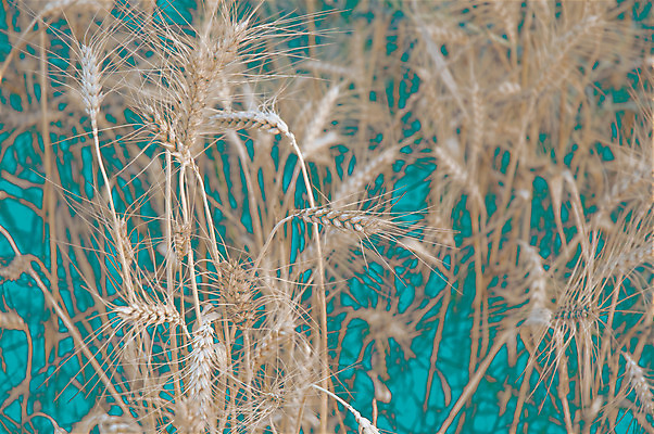 포토 JPG 해외이미지 식물 구름 음식 줄기 백그라운드 밭 농업 자연 추상 씨앗 사람없음 농작물 농장 노란색 성장 그룹 황금 닫기 시리얼 밀 오브젝트 조경 밀짚 숙성 호밀 전경 해외202004 해외포토 자연요소 산업 컬러 무늬 모션 곡류 풍경 짚 생태계 파일형식 탑뷰 이미지허브