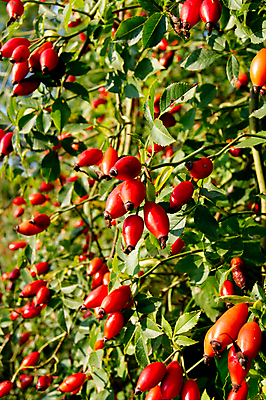 포토 JPG 해외이미지 식물 열매 음식 과일 자연 건강 사람없음 빨간색 약 장미 건강관리 가을 약초 엉덩이 약국 허브 유기농 내추럴 해외202004 해외포토 웰빙 계절 꽃 컬러 의학 관리 신체부위 풀_식물 생태계 파일형식 이미지허브