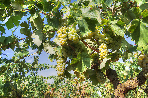 포토 JPG 해외이미지 계절 밭 농업 과일 자연 포도 풍경 사람없음 빨간색 여름 농장 와인 이탈리아 수확 가을 시골 포도밭 포도나무 숙성 토스카나 해외202004 해외포토 유럽 산업 컬러 주류 과일나무 생태계 파일형식 이미지허브