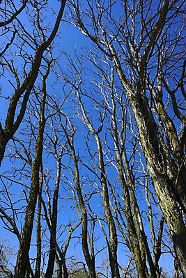 포토 JPG 해외이미지 나무 전통 공원 지구 여행 잎 자연 휴가 휴식 풍경 사람없음 야외 목재 초록색 여름 파란색 빛 농장 환경 맑음 침묵 봄 덮개 가을 시골 신선 고독 숲 큼 그늘 땅 장면 천국 대출 삼림지대 완전 해외202004 해외포토 식물 계절 공공시설 감정 컬러 컨셉 농업 재료 날씨 금융 소리 뚜껑 크기 생태계 파일형식 이미지허브