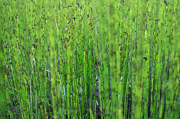 포토 JPG 해외이미지 식물 계절 줄기 백그라운드 잎 밭 자연 날씨 추상 풍경 잔디 사람없음 야외 초록색 여름 햇빛 태양 평화 환경 정원 화목 침묵 봄 활발 성장 신선 소프트포커스 허브 순수 생물학 내추럴 광합성 생태학 카피스페이스 해외202004 해외포토 자연요소 교육 컬러 컨셉 무늬 농업 촬영기법 소리 공백 생태계 파일형식 이미지허브