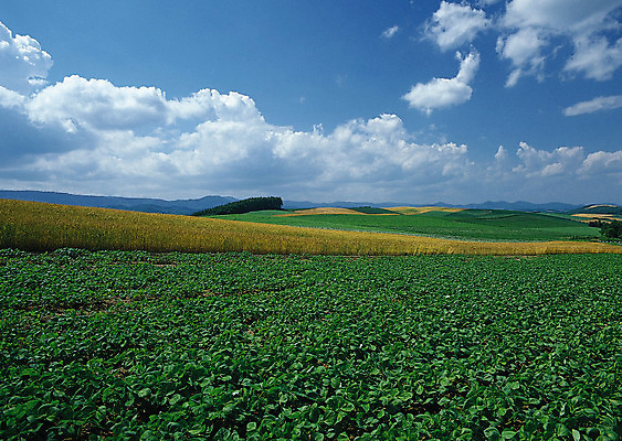 포토 JPG 해외이미지 나무 식물 구름 계절 공원 도로 길 여행 백그라운드 밭 오렌지 자연 하늘 날씨 풍경 잔디 사람없음 야외 초록색 여름 빛 햇빛 태양 농장 노란색 평화 일출 환경 정원 맑음 일몰 흙 봄 안개 광선 흰색 시골 신선 떨어짐 숲 땅 언덕 장면 넘어짐 땅바닥 방법 생태학 수평선 해외202004 해외포토 자연요소 공공시설 교육 컬러 컨셉 농업 과일 교통시설 모션 바닥 노을 생태계 파일형식 이미지허브